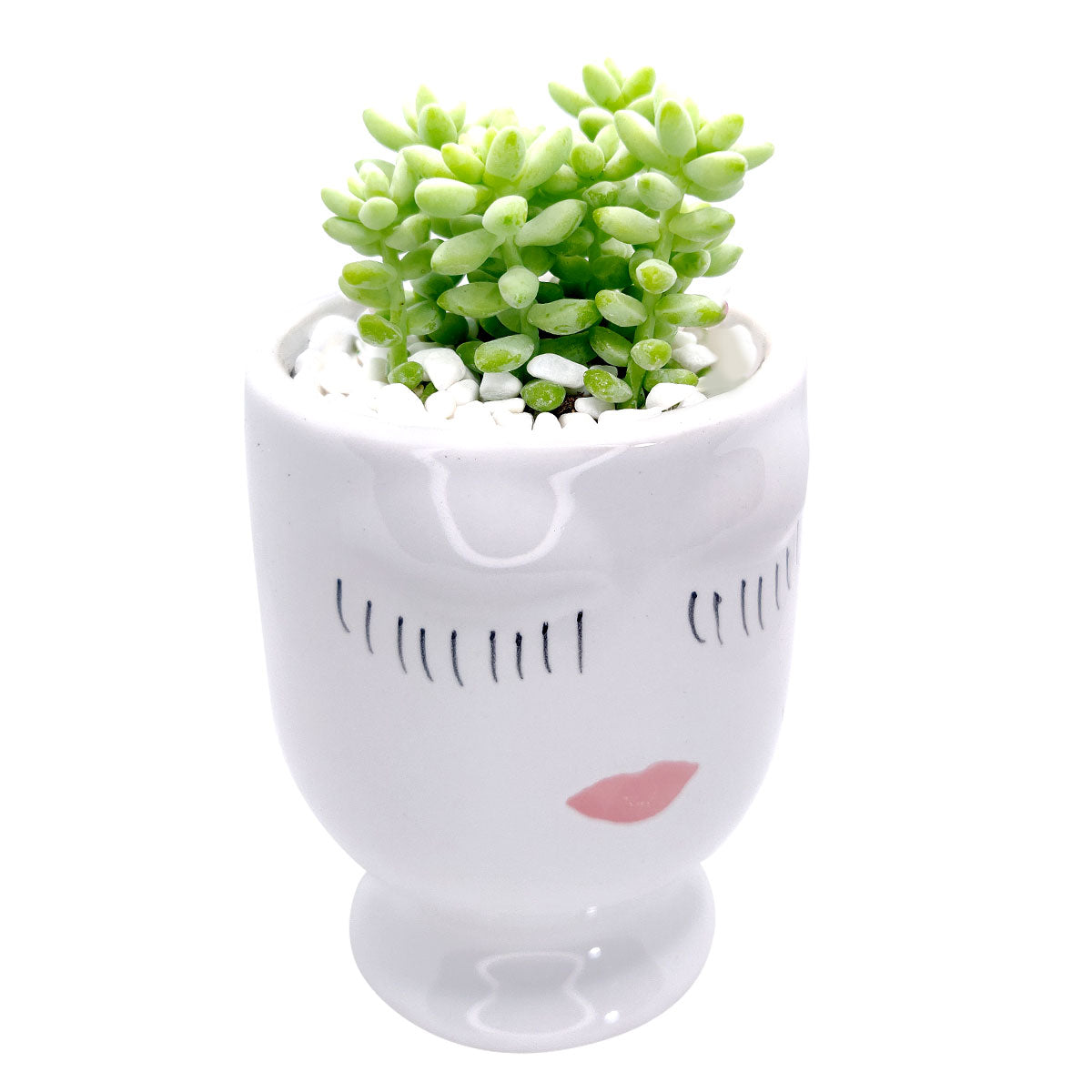 Beauty Pot Large Size