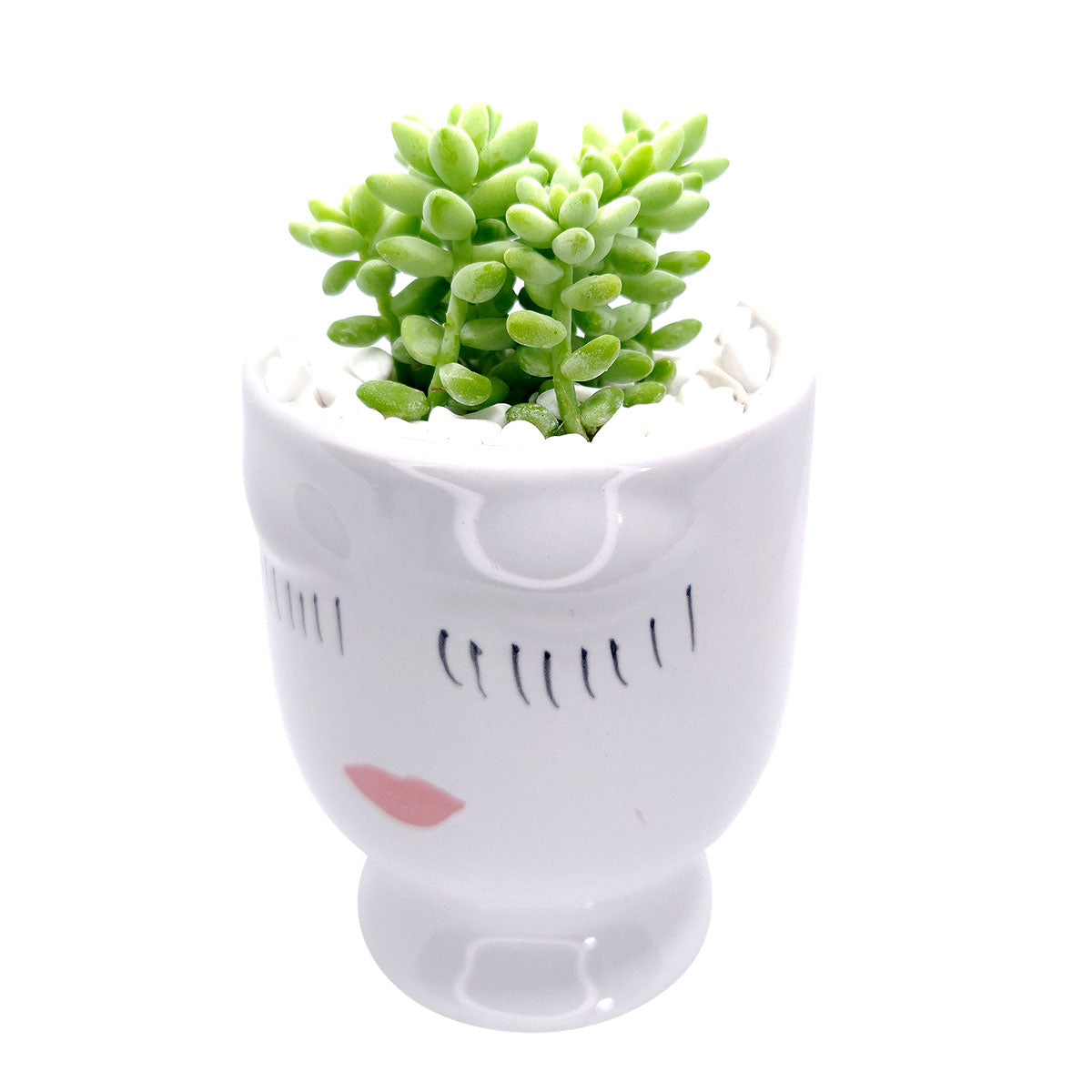 Beauty Pot Large Size