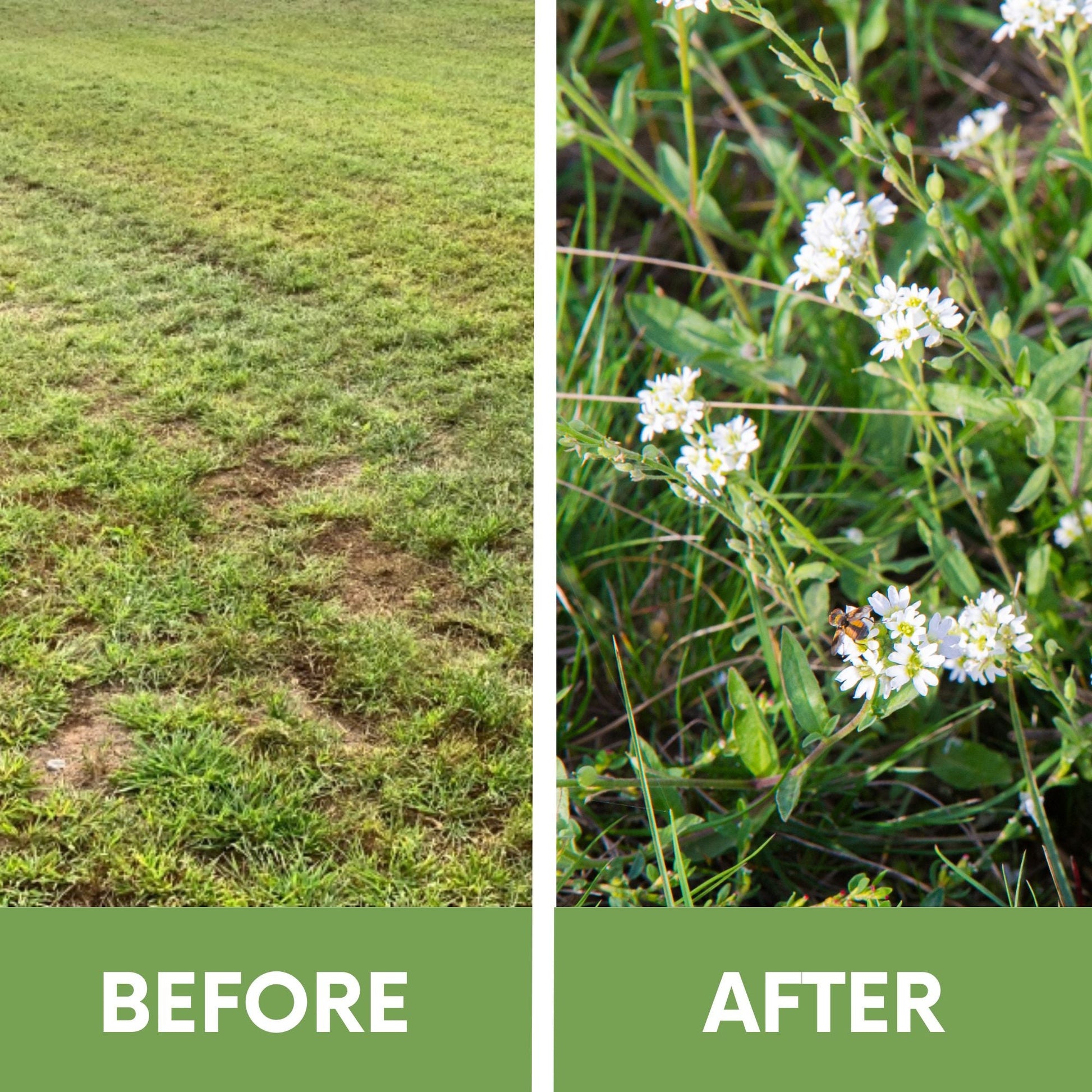 Sweet Alyssum Carpet Of Snow Seed Pouch - Concordia Style Boutique