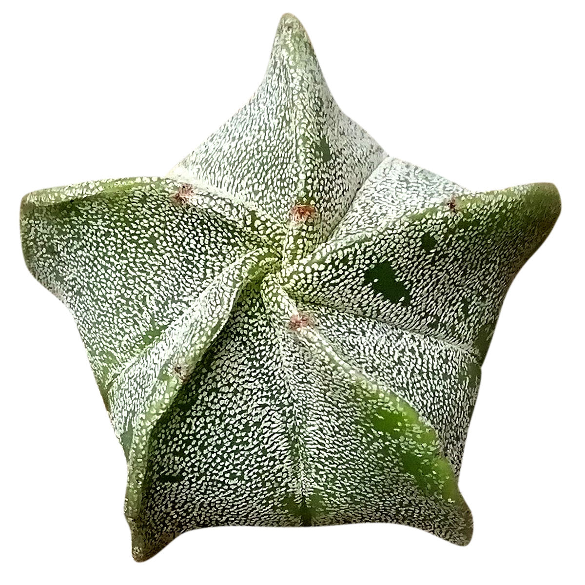 Bishop's Cap Cactus Astrophytum Myriostigma