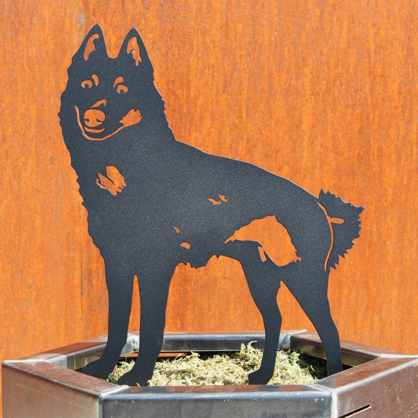 Schipperke