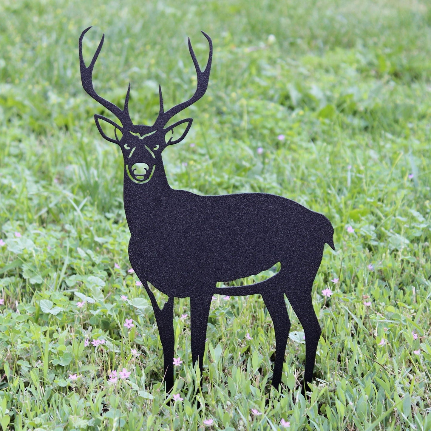 Deer - Buck