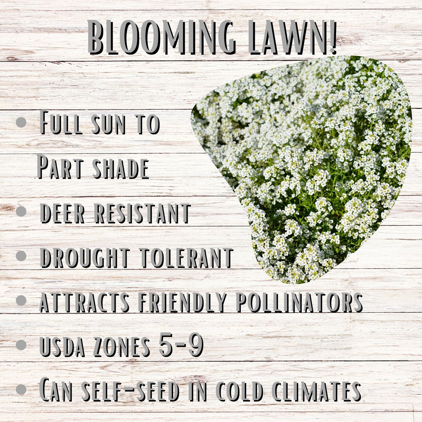 Sweet Alyssum Carpet Of Snow Seed Pouch - Concordia Style Boutique