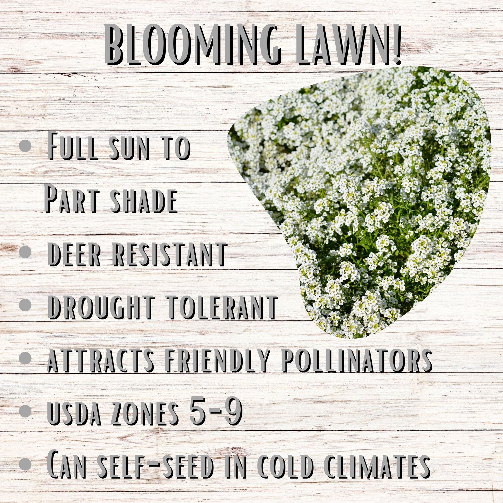 Sweet Alyssum Carpet Of Snow Seed Pouch - Concordia Style Boutique