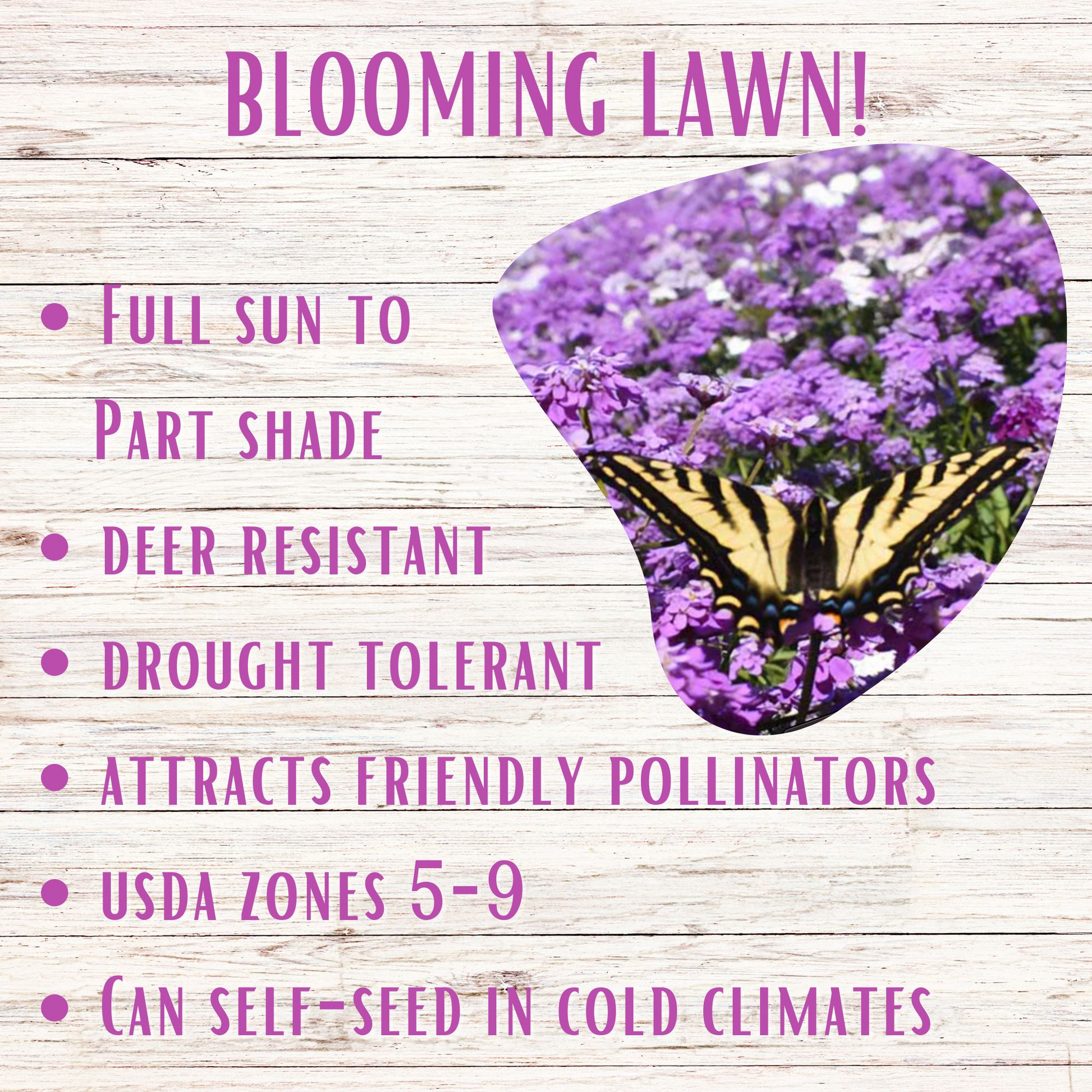 Sweet Alyssum Royal Carpet Seed Pouch - Concordia Style Boutique