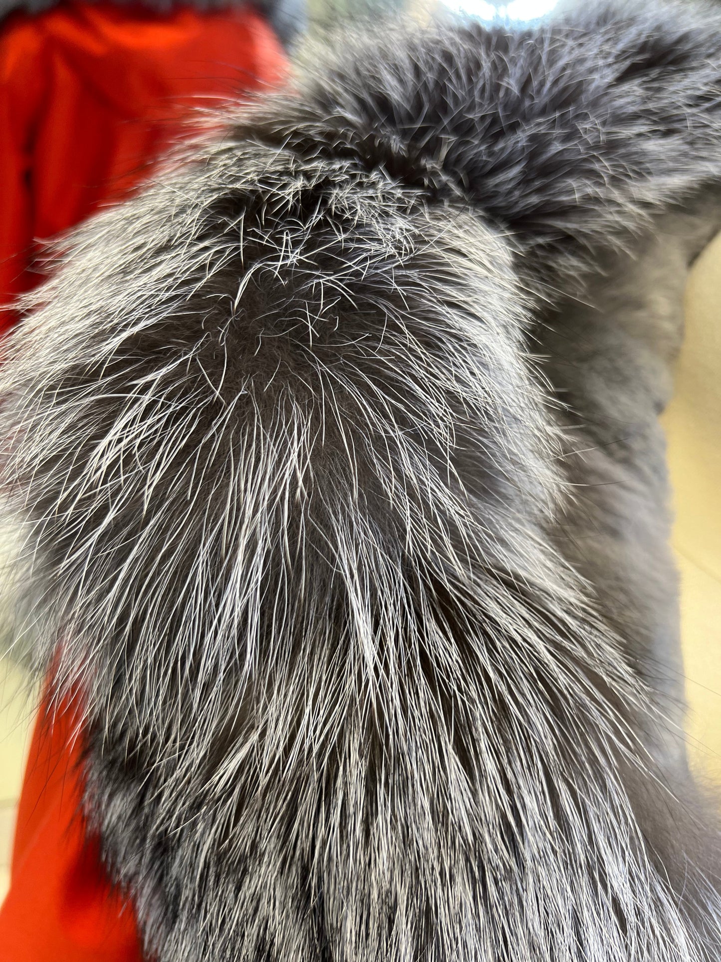 Roma Genuine Silver Fox Fur Rabbit Fur Insulated Parka in Red