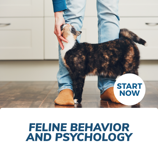 Feline Behavior and Psychology Online Certificate Course - Premium Feline from Courses For Success - Just $299! Shop now at Concordia Style Boutique