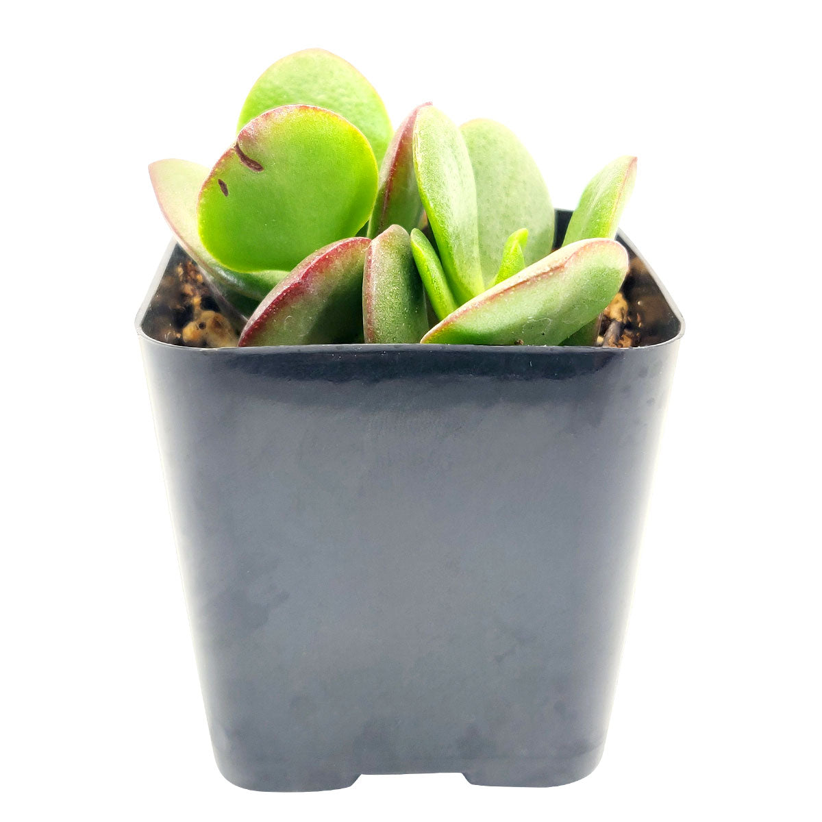 Crassula Ovata Obliqua Jade Plant