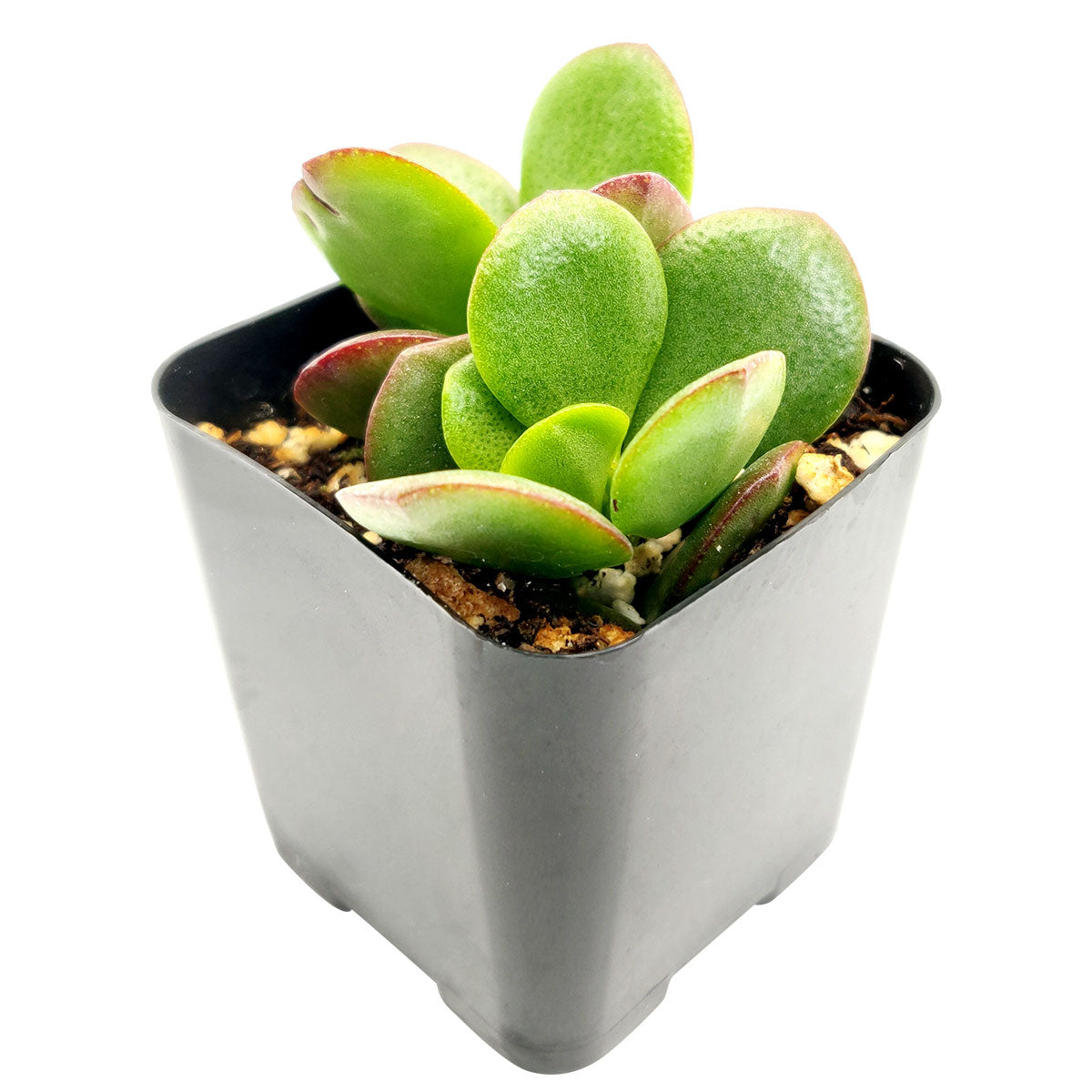 Crassula Ovata Obliqua Jade Plant