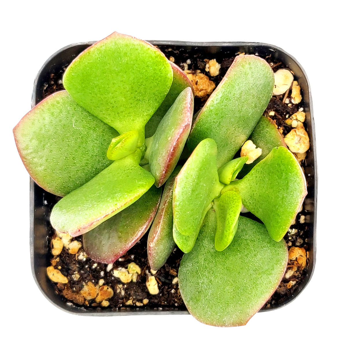 Crassula Ovata Obliqua Jade Plant