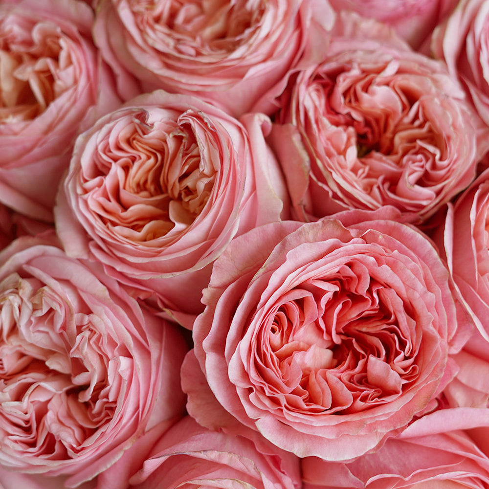 PEONY BEAUTY