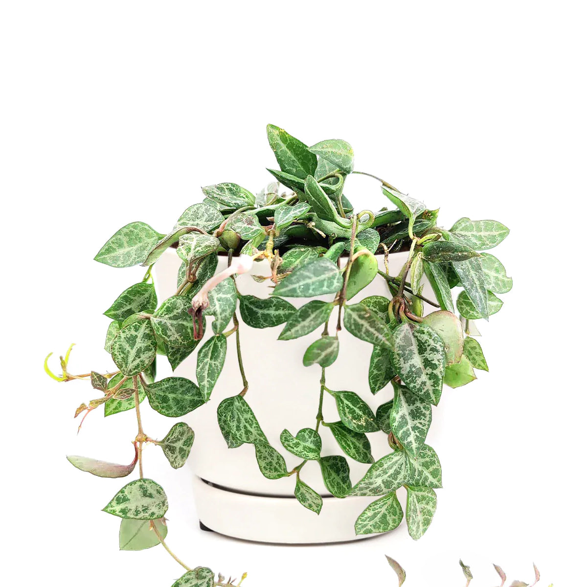 Ceropegia woodii String of Spades