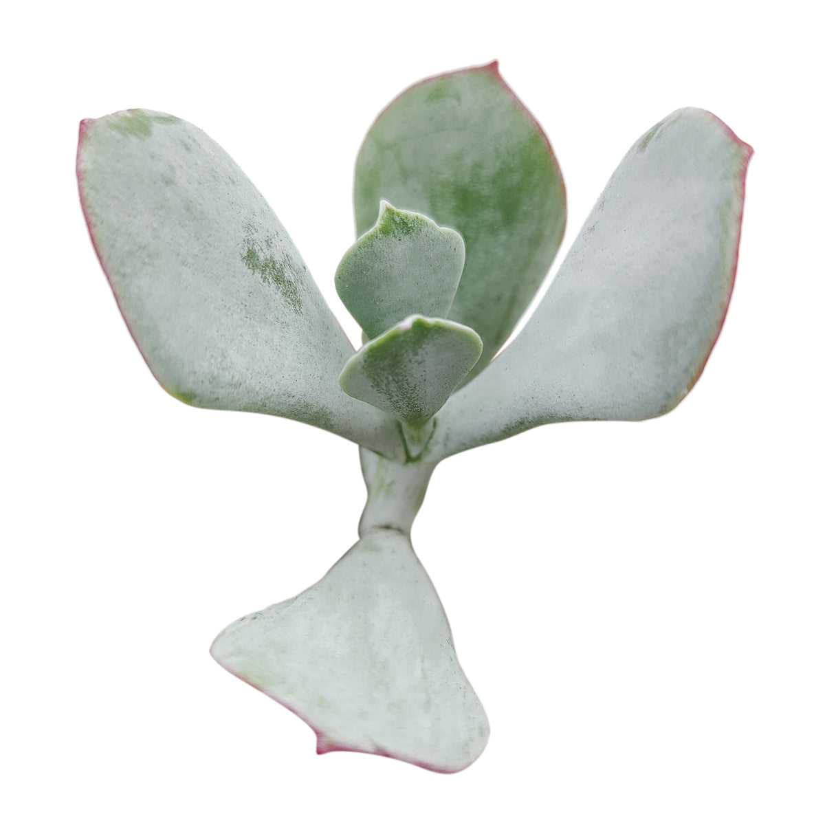Cotyledon Orbiculata Pig's Ear - Premium Succulents from Succulents Box - Just $7.75! Shop now at Concordia Style Boutique