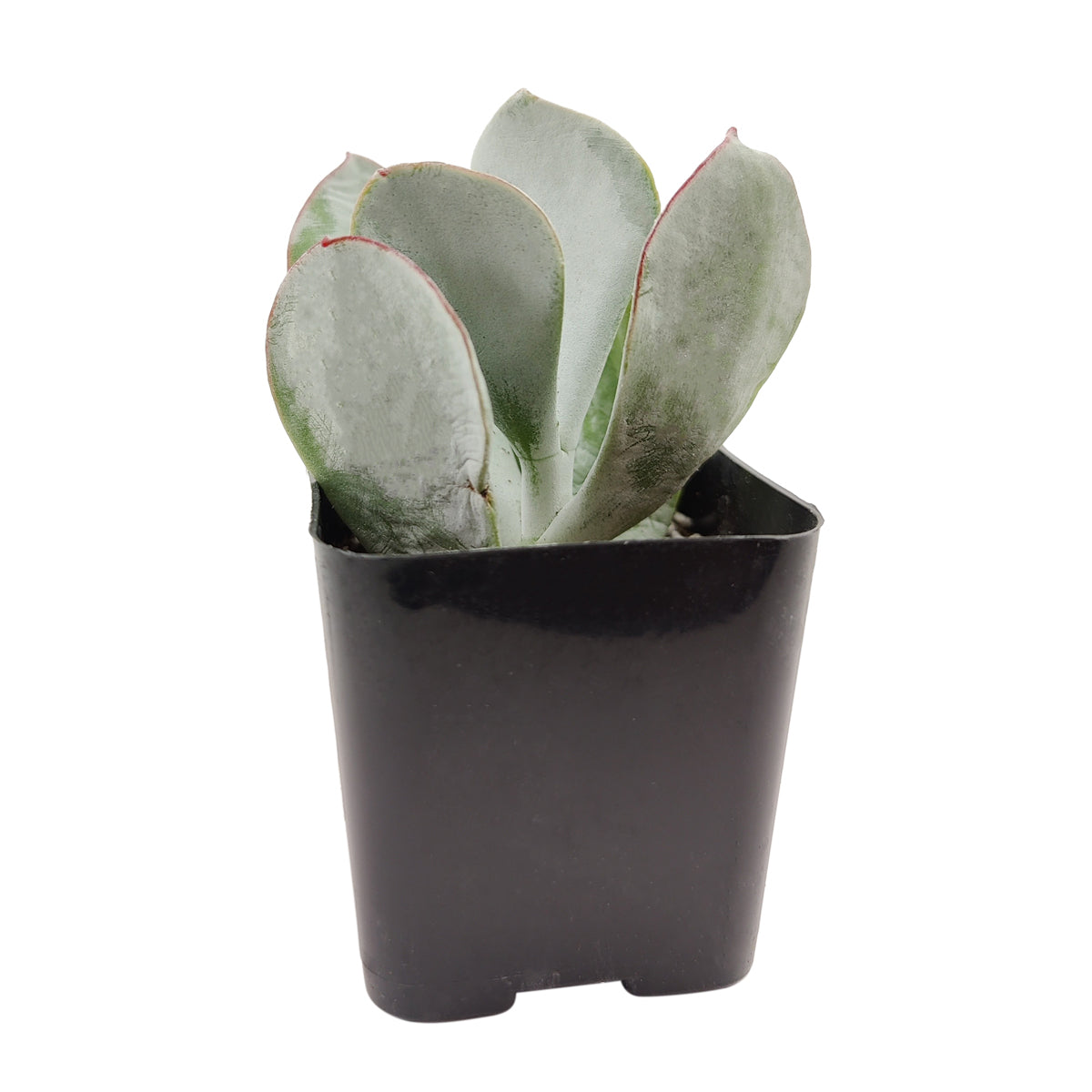 Cotyledon Orbiculata Pig's Ear - Premium Succulents from Succulents Box - Just $7.75! Shop now at Concordia Style Boutique