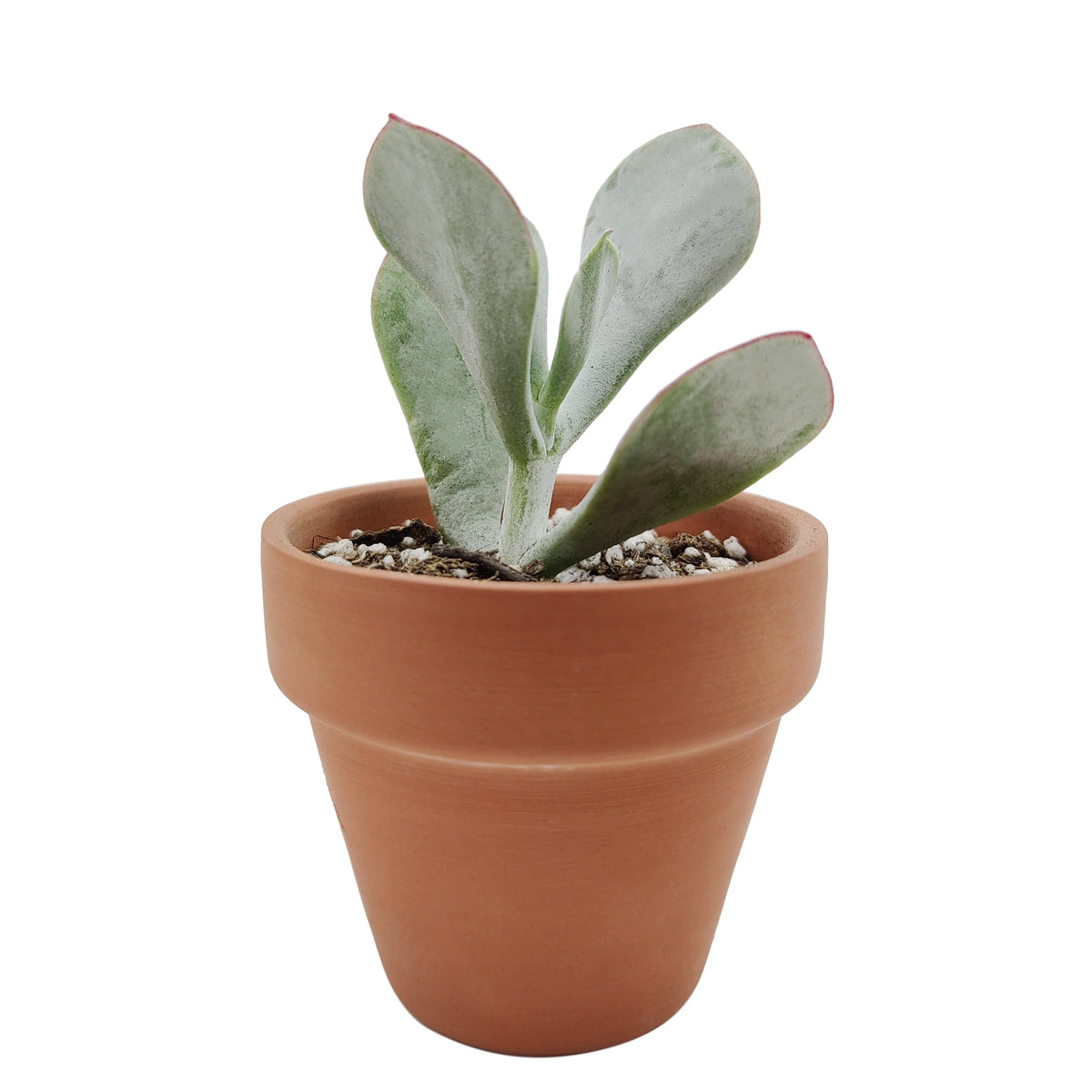 Cotyledon Orbiculata Pig's Ear - Premium Succulents from Succulents Box - Just $7.75! Shop now at Concordia Style Boutique