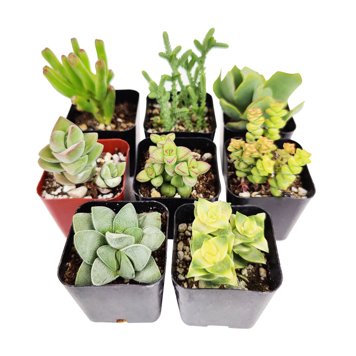 Crassula Succulent Pack