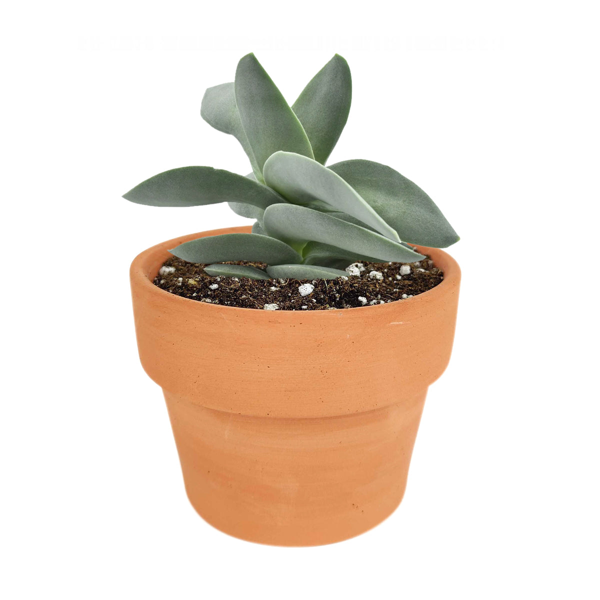 Crassula Falcata Propeller Plant