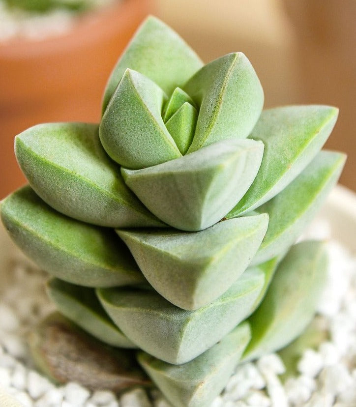 Crassula Moonglow Succulent