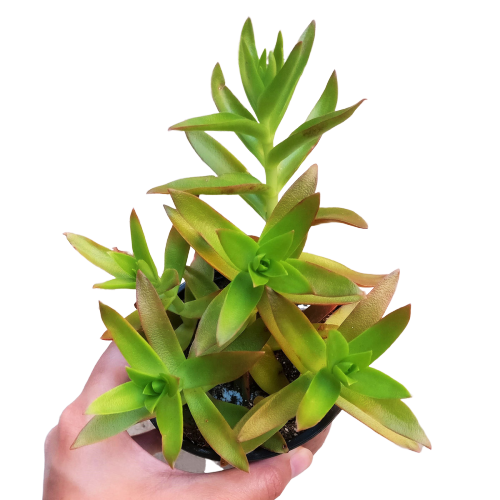 Crassula Campfire Plant - Premium Succulents from Succulents Box - Just $6.75! Shop now at Concordia Style Boutique