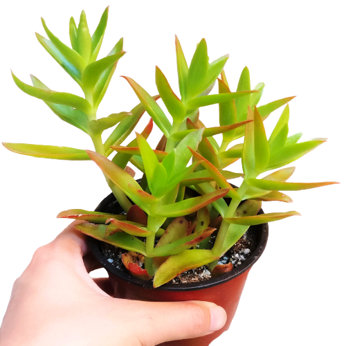 Crassula Campfire Plant - Premium Succulents from Succulents Box - Just $6.75! Shop now at Concordia Style Boutique