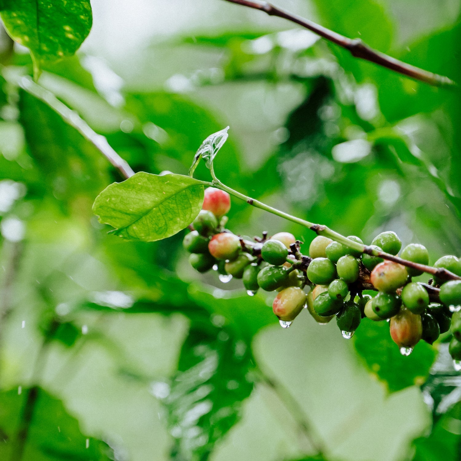 Honduran Espresso Blend Coffee - Concordia Style Boutique