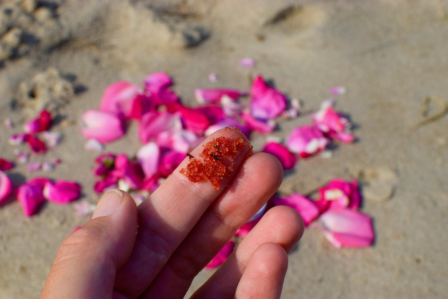 Beach Rose Scrub - Concordia Style Boutique