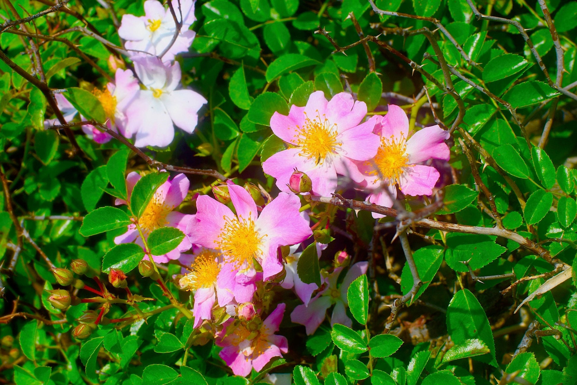 Strawberry Dreamsicle Lip Balm Scrub - Concordia Style Boutique