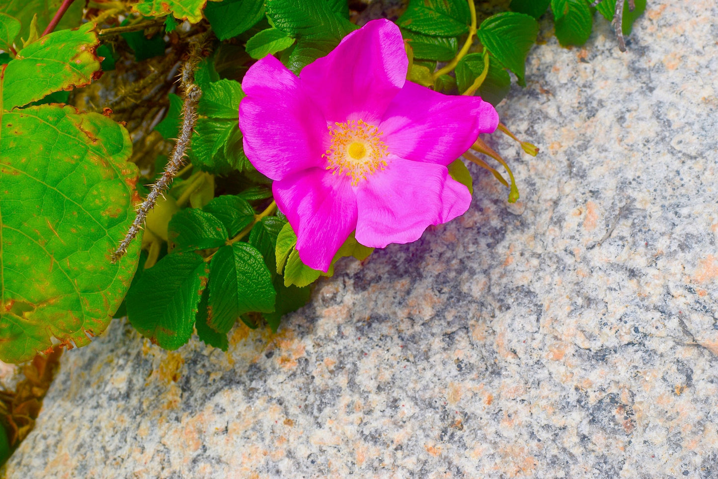 Wild Rose Lip Balm - Concordia Style Boutique