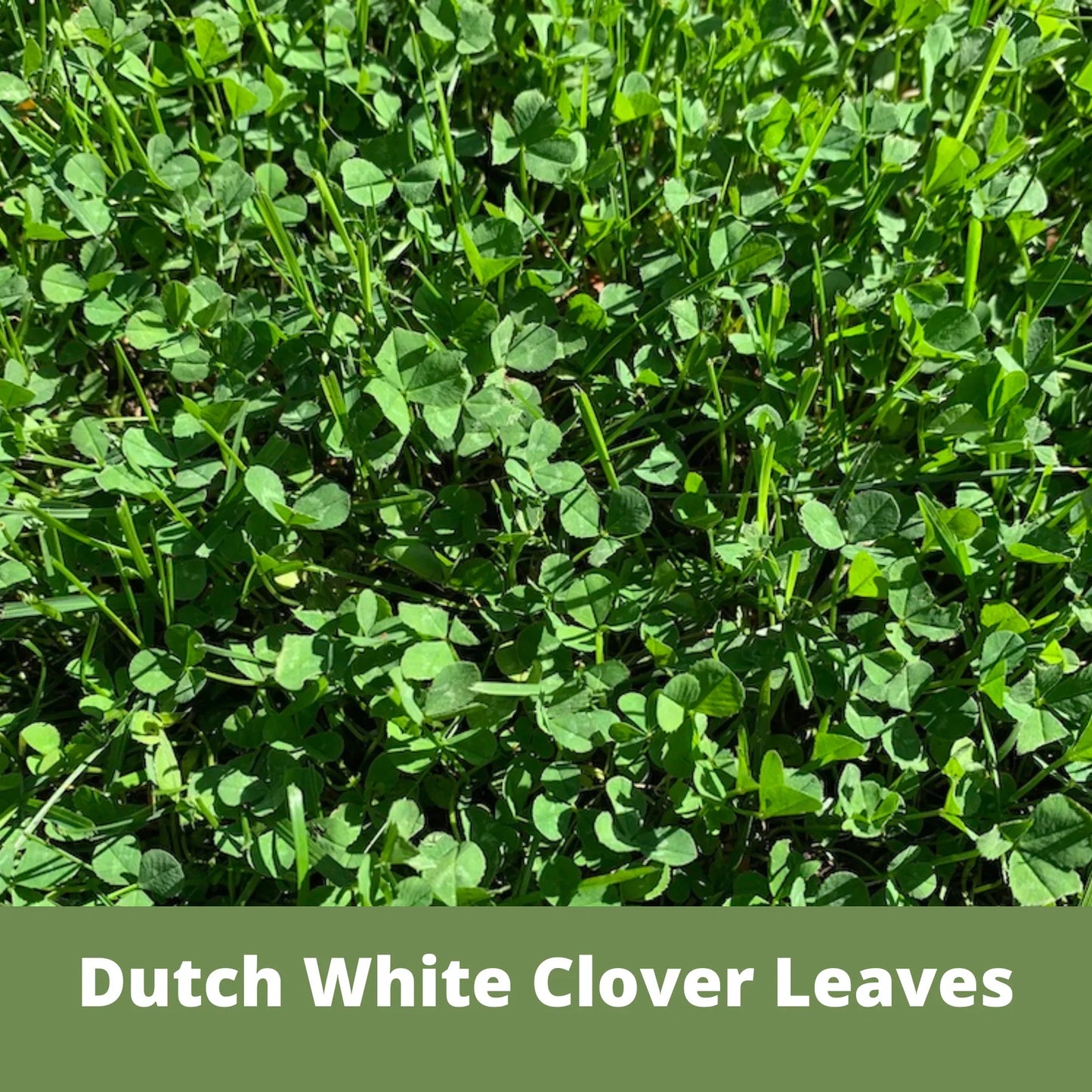 Dutch White Clover Seed - Concordia Style Boutique