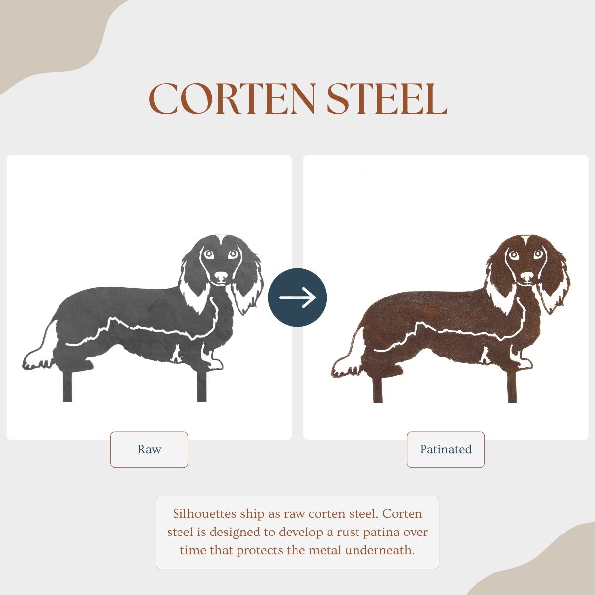 Dachshund - Longhaired