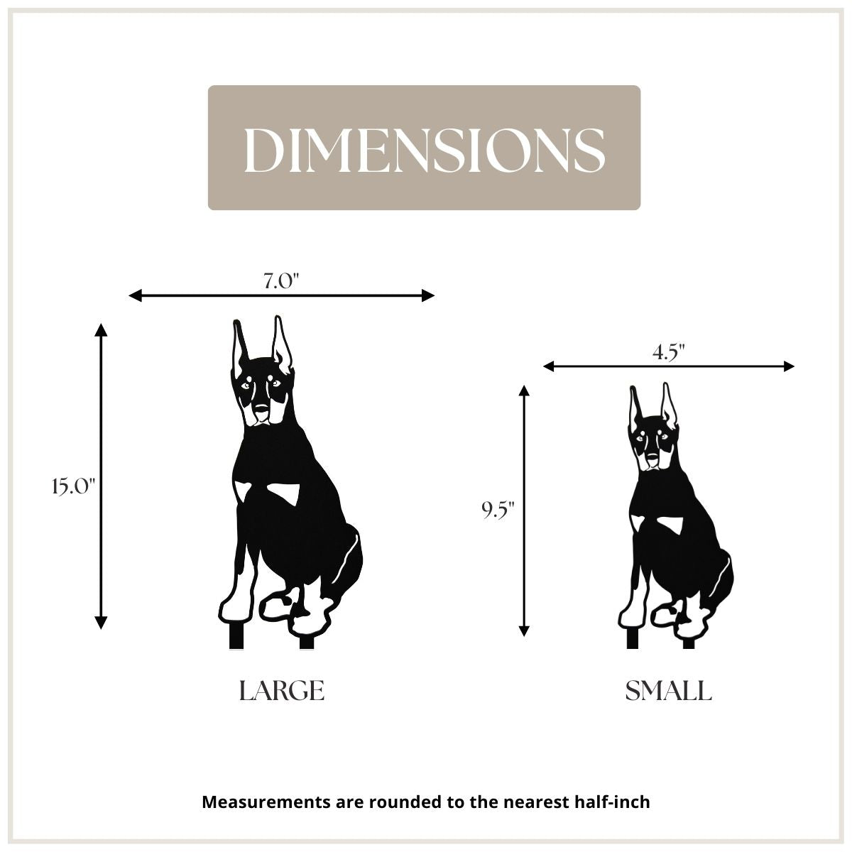 Doberman Pinscher - Cropped Ear