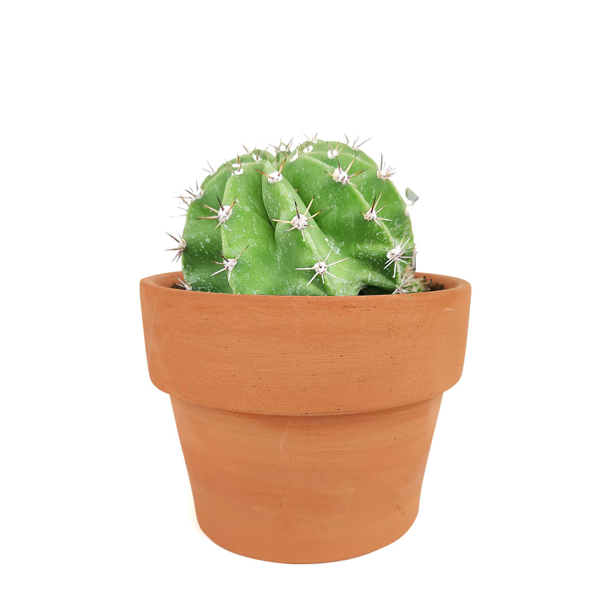 Echinopsis oxygona 'Easter Lily Cactus'