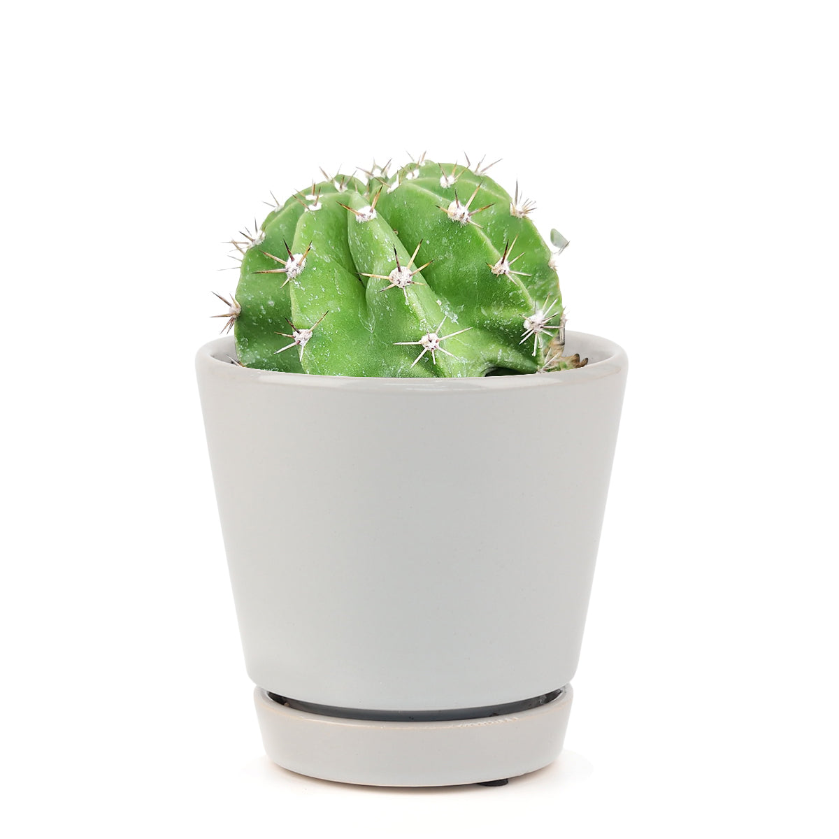 Echinopsis oxygona 'Easter Lily Cactus'