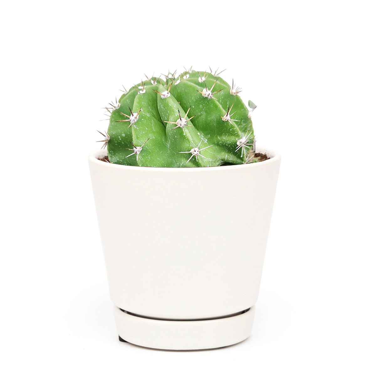 Echinopsis oxygona 'Easter Lily Cactus'