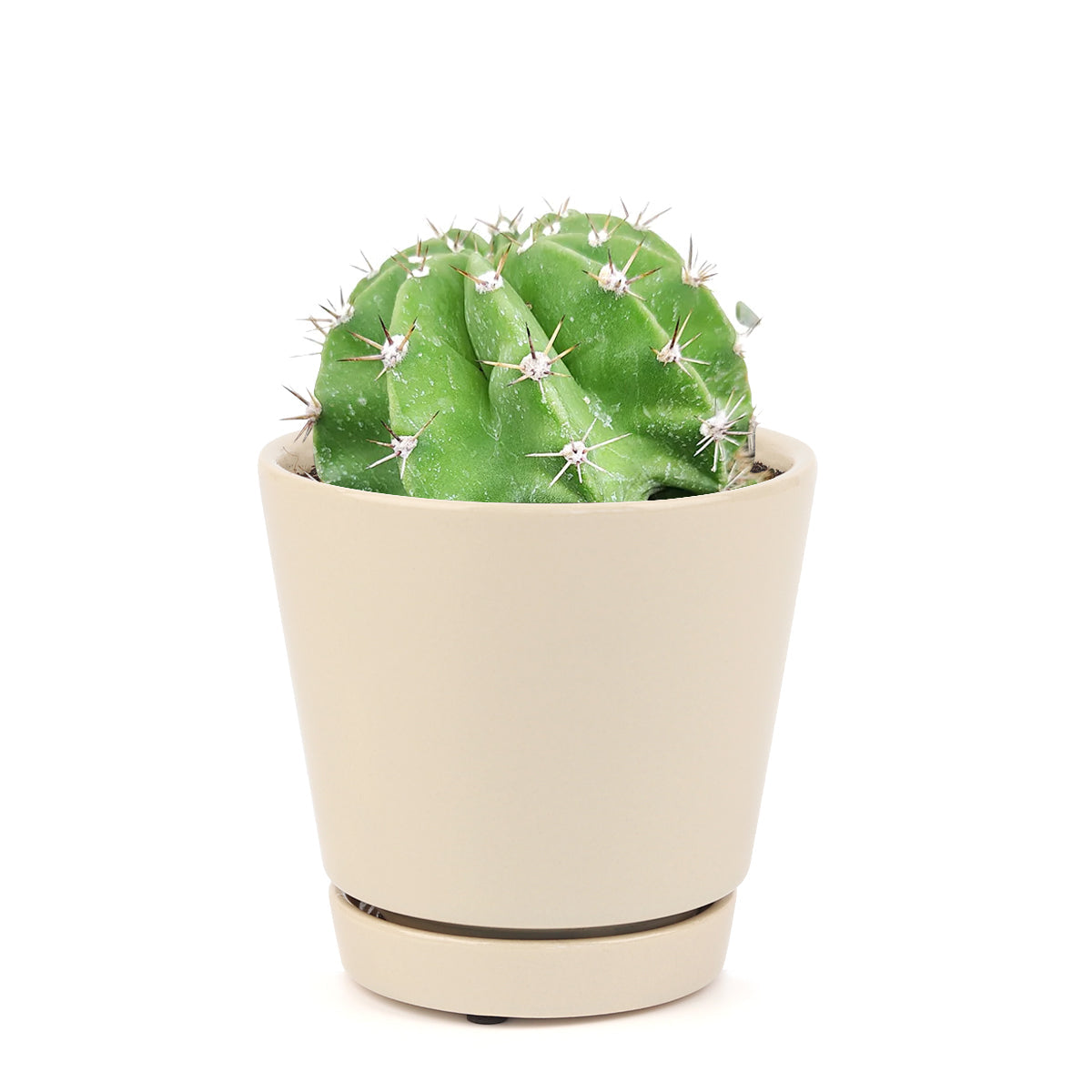 Echinopsis oxygona 'Easter Lily Cactus'