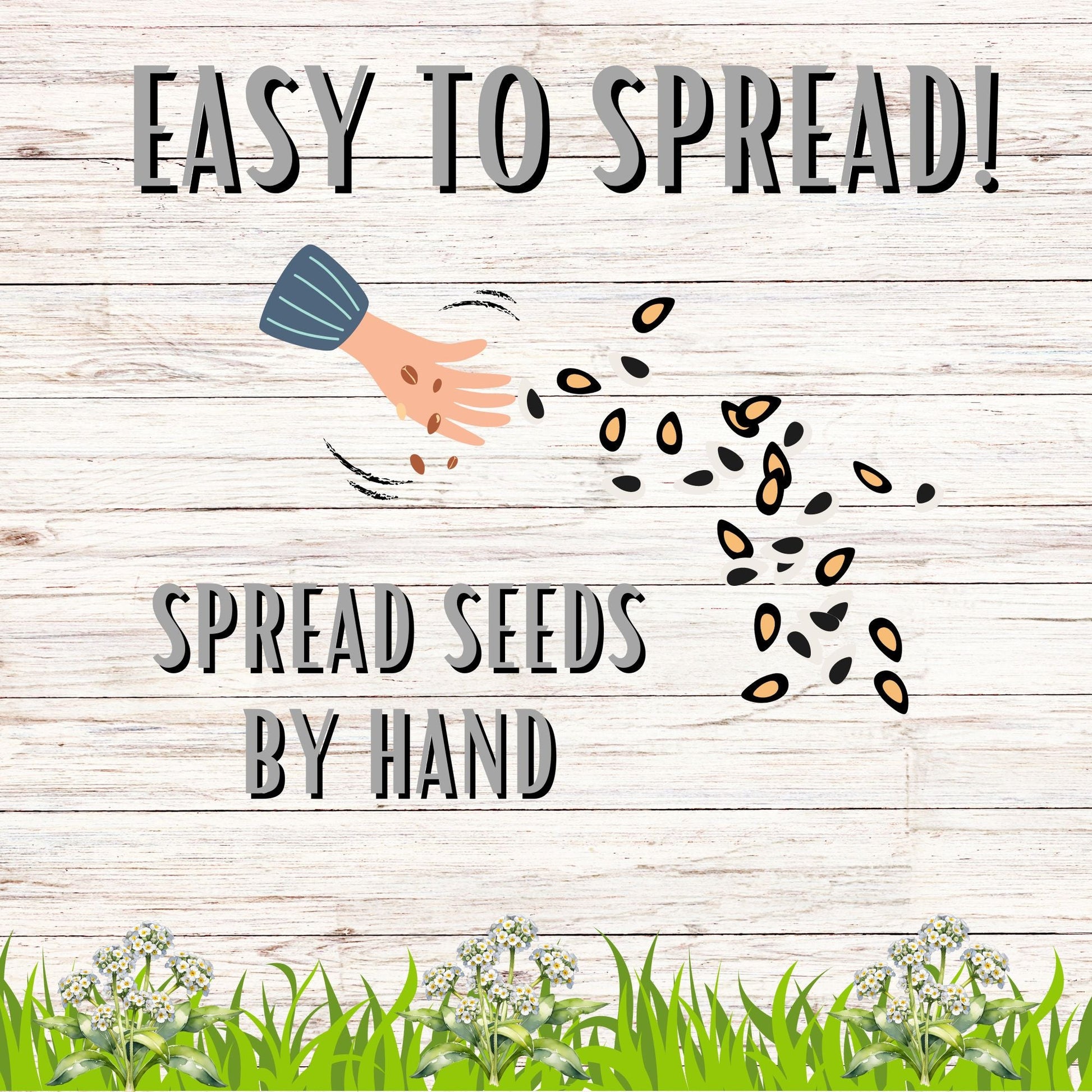 Sweet Alyssum Carpet Of Snow Seed Pouch - Concordia Style Boutique