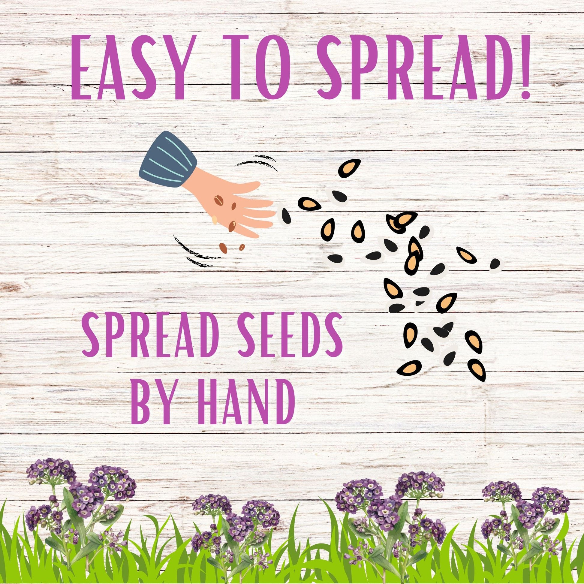 Sweet Alyssum Royal Carpet Seed Pouch - Concordia Style Boutique