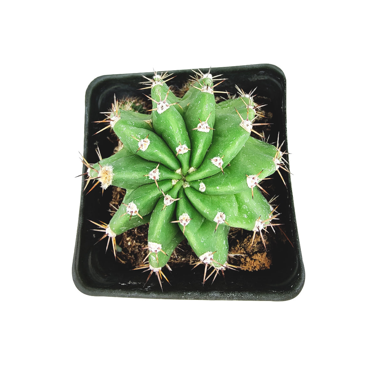 Echinopsis oxygona 'Easter Lily Cactus'