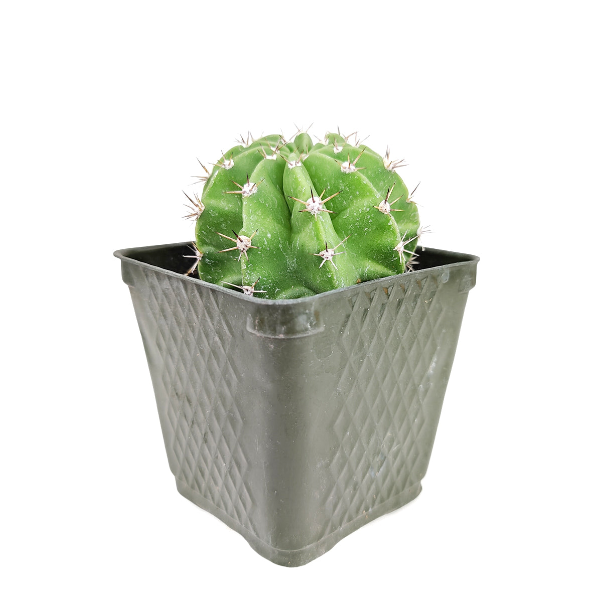 Echinopsis oxygona 'Easter Lily Cactus'