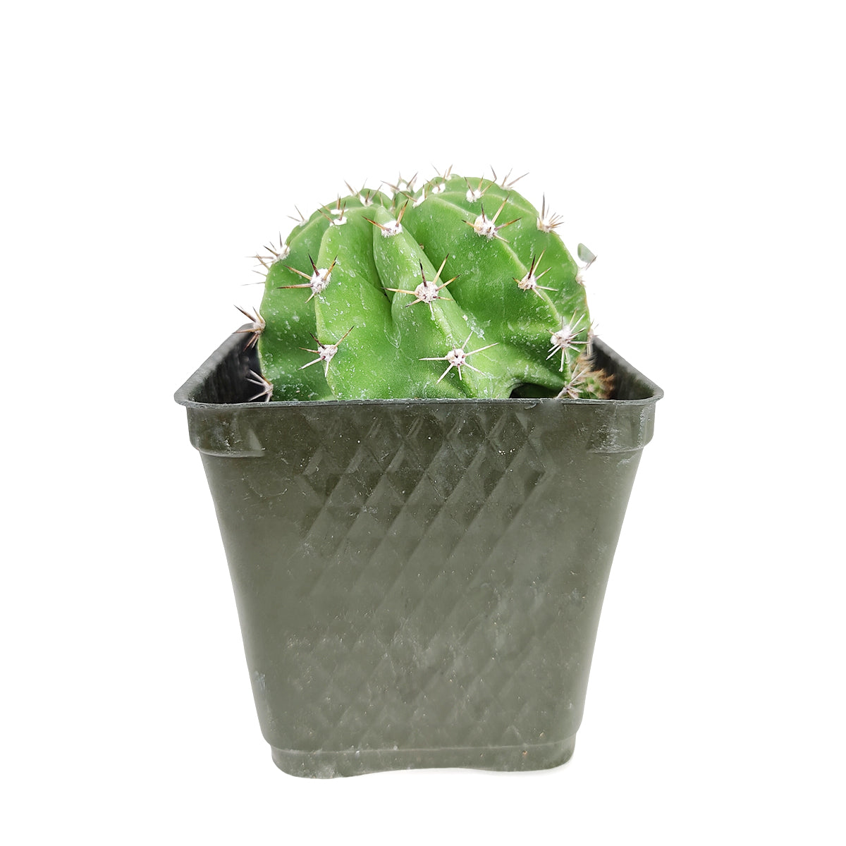 Echinopsis oxygona 'Easter Lily Cactus'