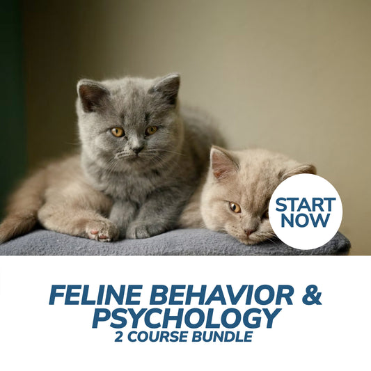 Feline Behavior and Psychology Online Bundle, 2 Certificate Courses - Premium Feline from Courses For Success - Just $349! Shop now at Concordia Style Boutique