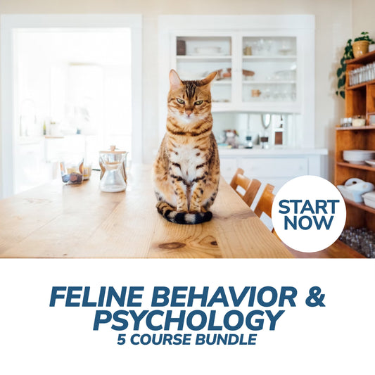 Feline Behavior and Psychology Online Bundle, 5 Certificate Courses - Premium Feline from Courses For Success - Just $449! Shop now at Concordia Style Boutique