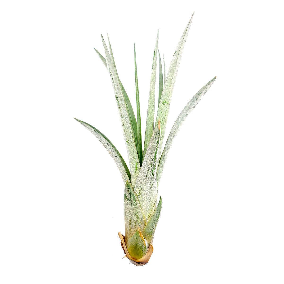 Tillandsia Fasciculata
