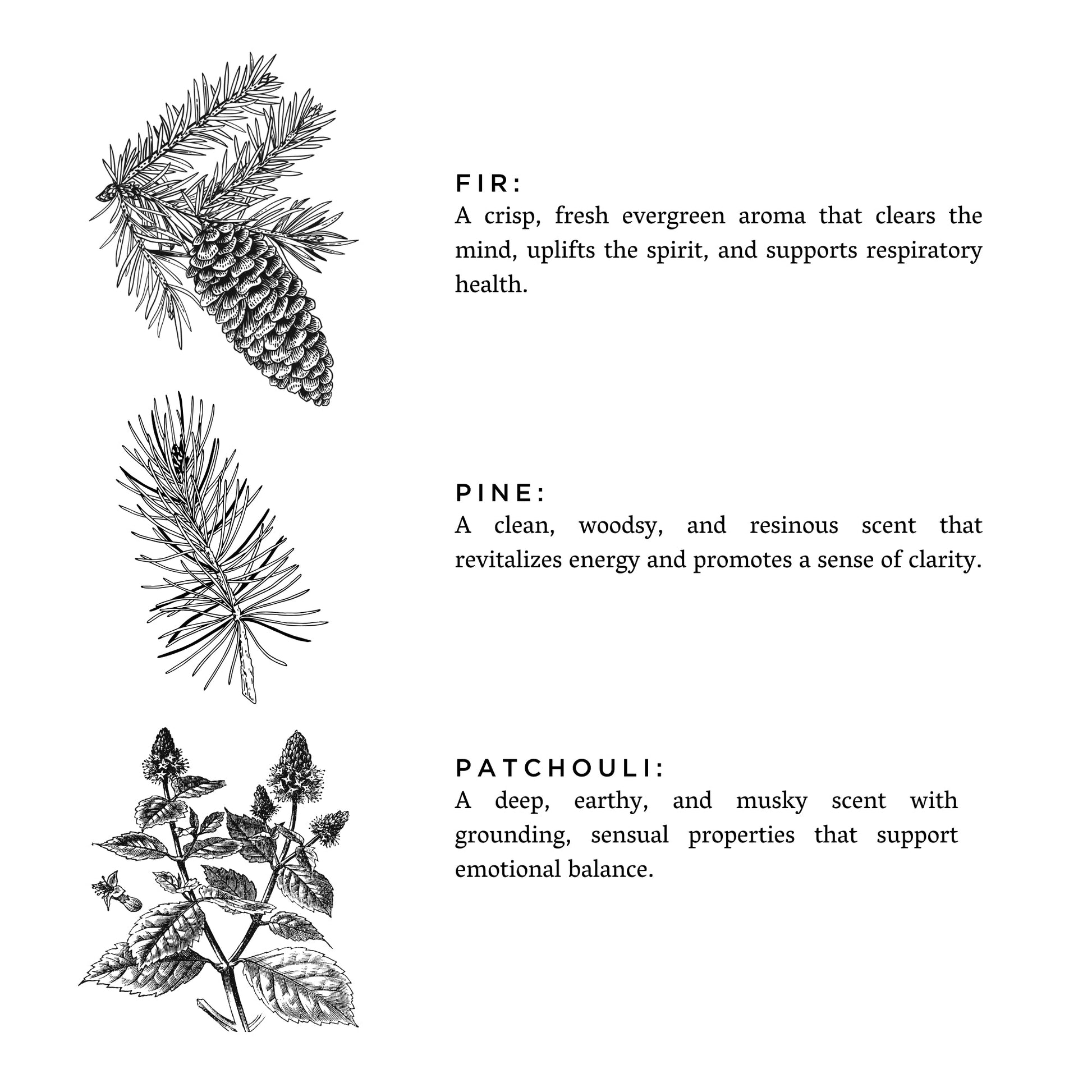 Forest Bathing - Signature Candle (Fir + Pine + Patchouli) - Concordia Style Boutique