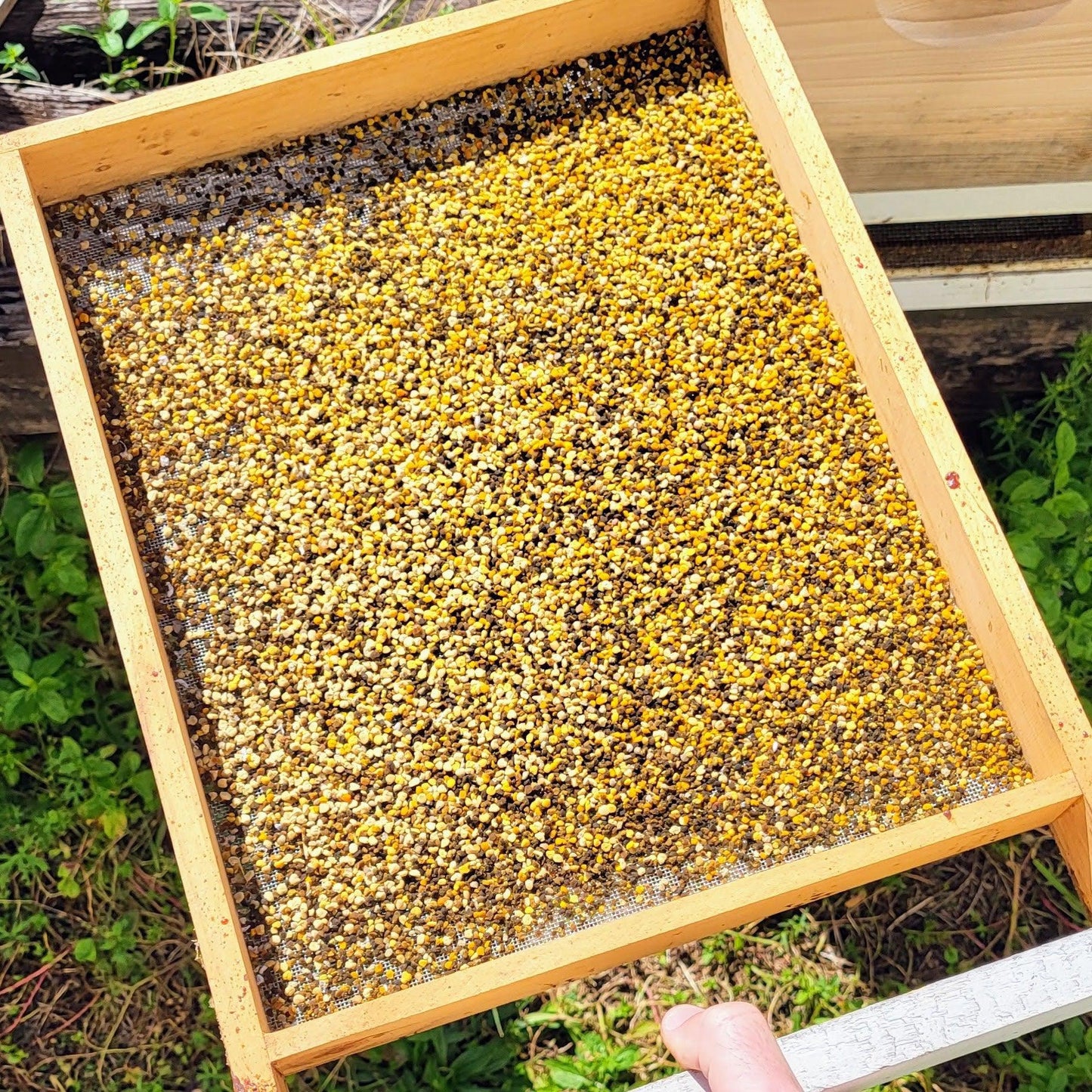 Fresh Birmingham Bee Pollen - Concordia Style Boutique