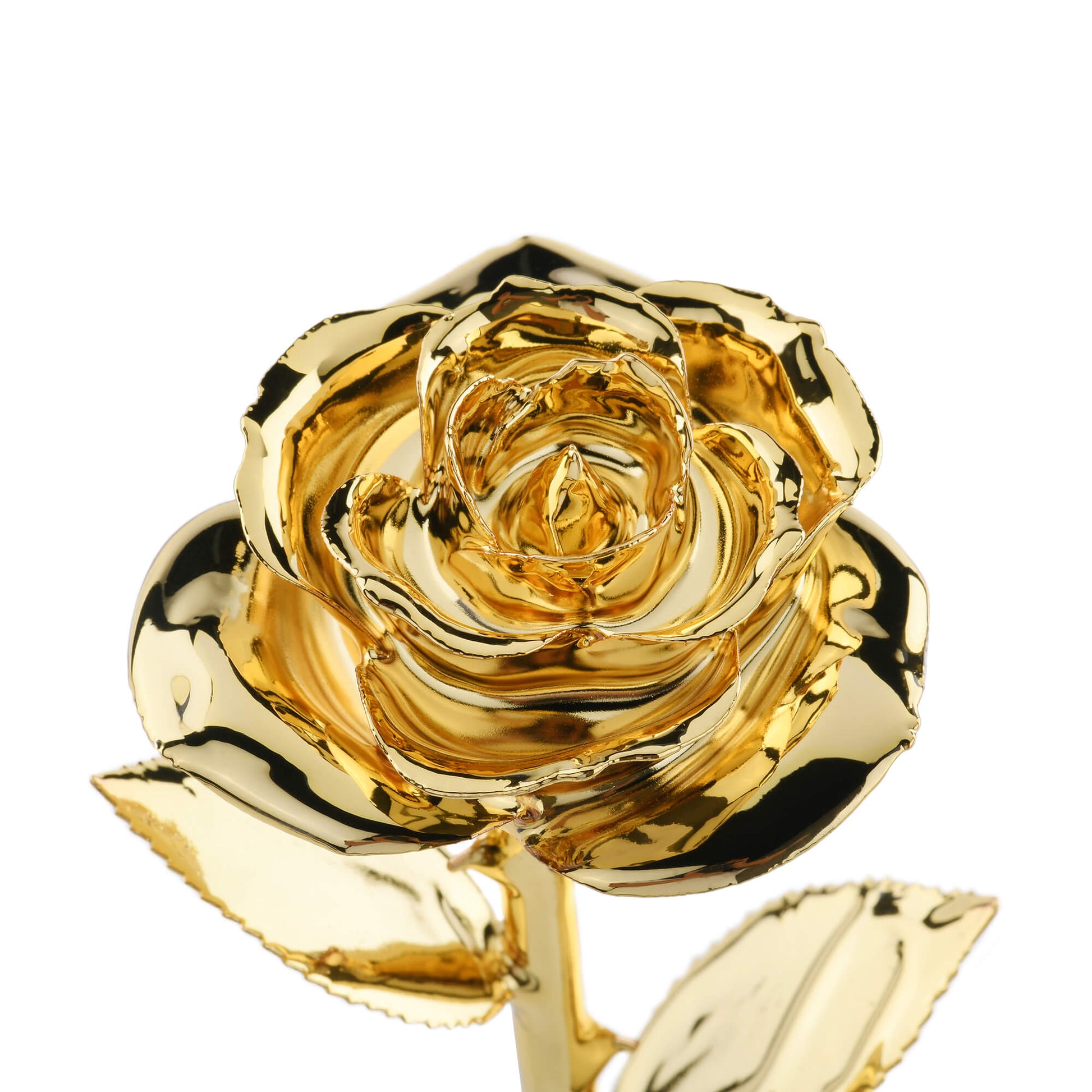 Timeless Rose (Gold) - Concordia Style Boutique