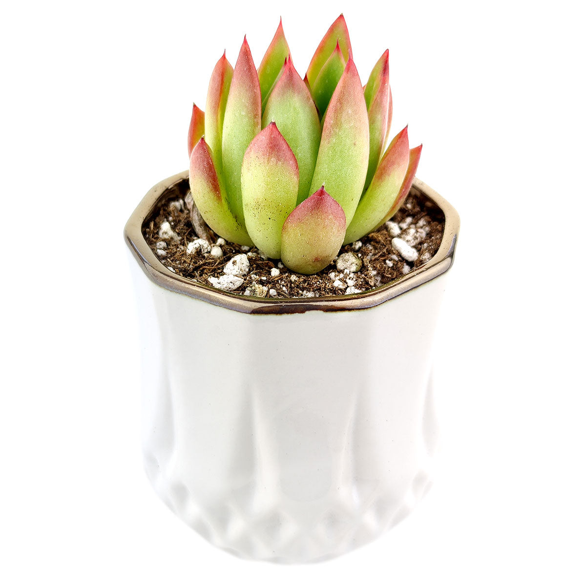 Golden Edge Pot