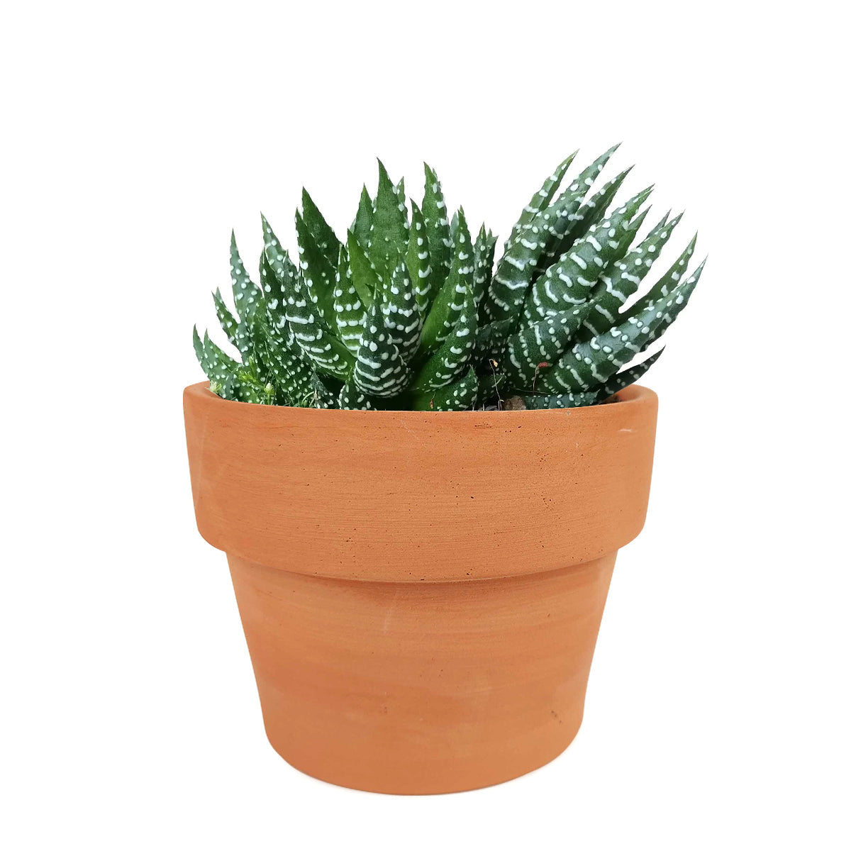 Haworthia Pumila African Pearl - Premium Succulents from Succulents Box - Just $6.75! Shop now at Concordia Style Boutique