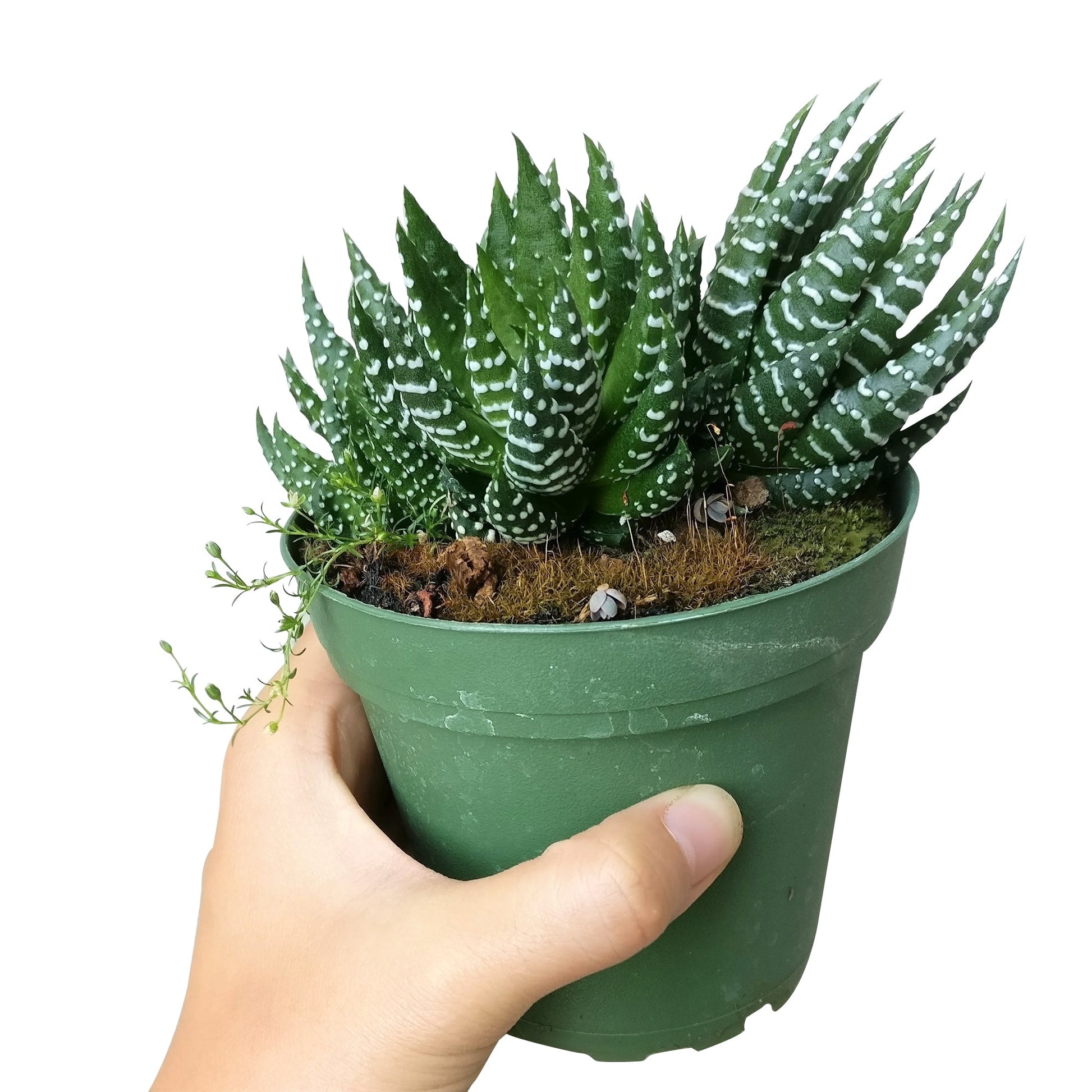 Haworthia Pumila African Pearl - Premium Succulents from Succulents Box - Just $6.75! Shop now at Concordia Style Boutique