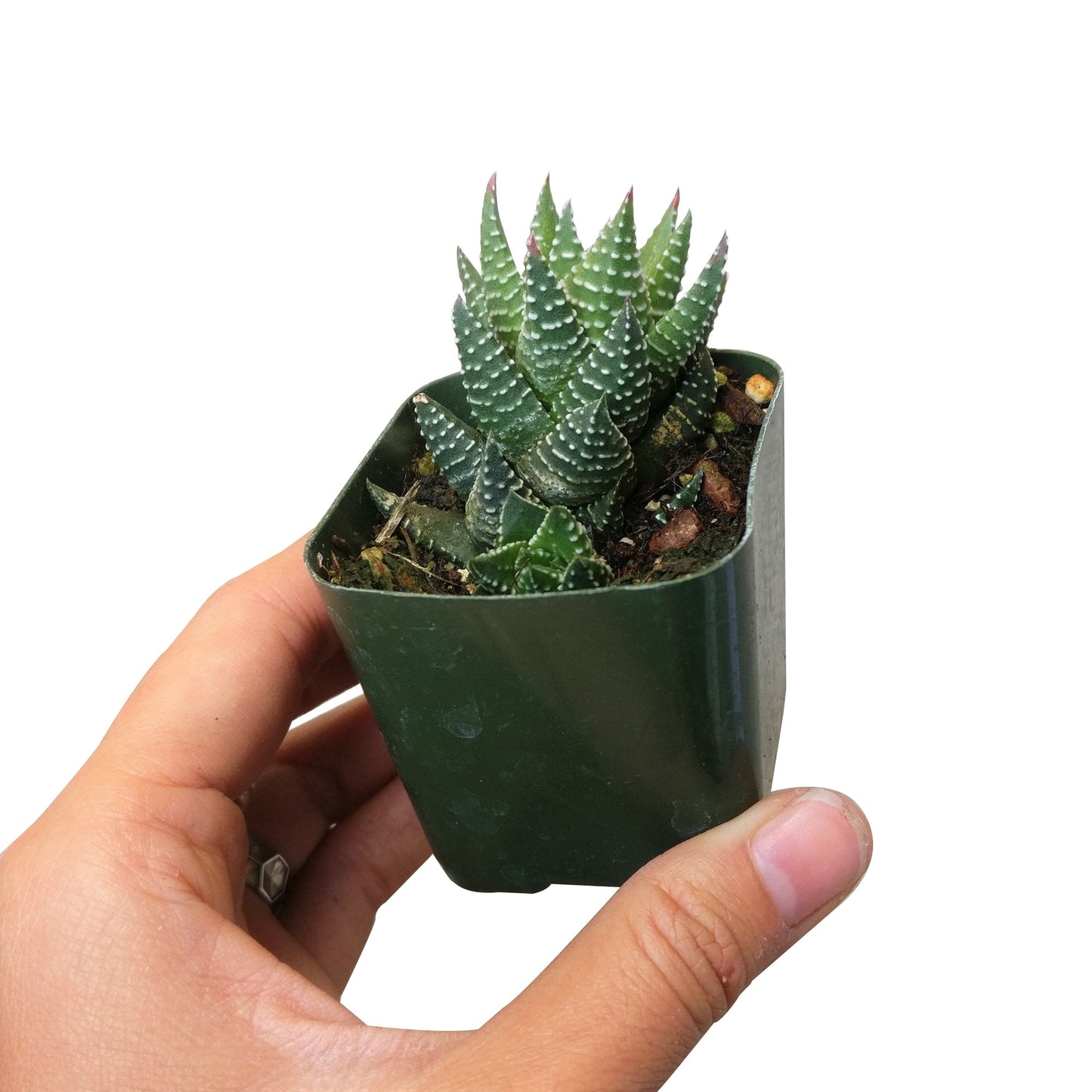 Haworthia Pumila African Pearl - Premium Succulents from Succulents Box - Just $6.75! Shop now at Concordia Style Boutique
